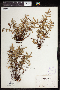 Pellaea glabella subsp. glabella image