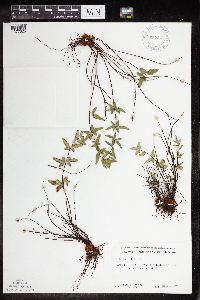 Pellaea glabella subsp. glabella image