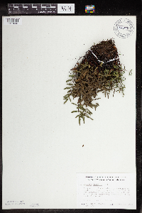 Pellaea glabella subsp. glabella image