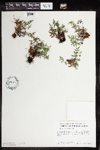 Pellaea glabella subsp. glabella image