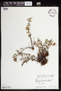 Pellaea glabella subsp. glabella image