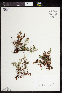 Pellaea glabella subsp. glabella image