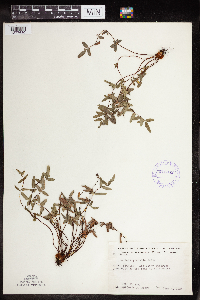 Pellaea glabella subsp. glabella image