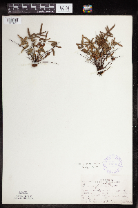 Pellaea glabella subsp. glabella image