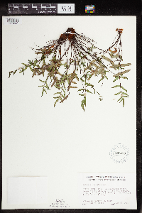 Pellaea glabella subsp. glabella image