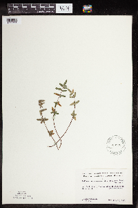 Pellaea glabella subsp. glabella image