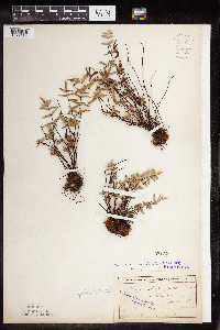 Pellaea glabella subsp. glabella image