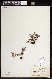 Pellaea glabella subsp. glabella image