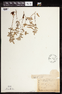 Pellaea glabella subsp. glabella image