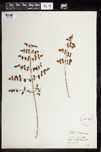 Pellaea andromedifolia image