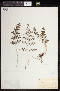 Pellaea andromedifolia image