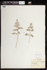 Pellaea andromedifolia image