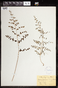 Pellaea andromedifolia image
