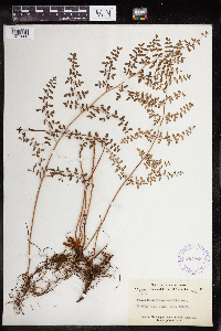 Pellaea andromedifolia image