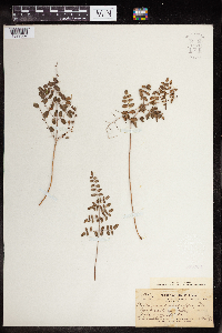 Pellaea andromedifolia image