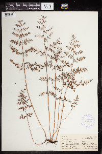 Pellaea andromedifolia image