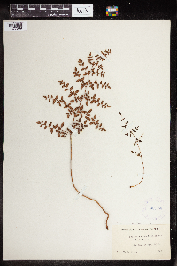 Pellaea andromedifolia image