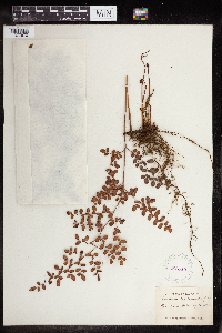 Pellaea andromedifolia image