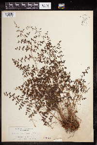 Pellaea andromedifolia image