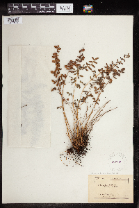 Pellaea andromedifolia image