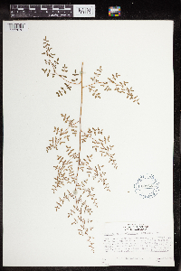 Pellaea andromedifolia image