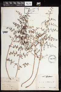 Pellaea andromedifolia image