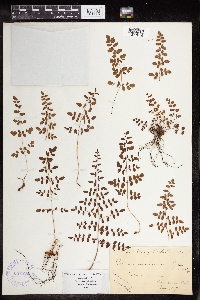 Pellaea andromedifolia image