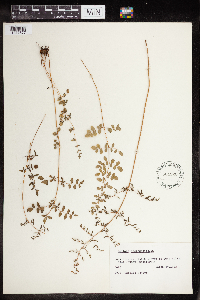 Pellaea andromedifolia image