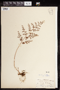 Pellaea andromedifolia image