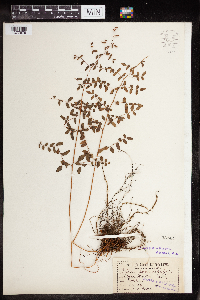 Pellaea andromedifolia image