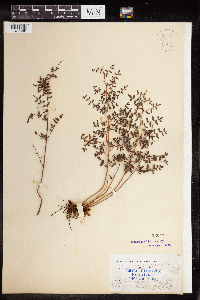 Pellaea andromedifolia image