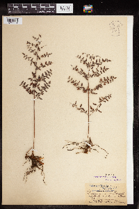 Pellaea andromedifolia image