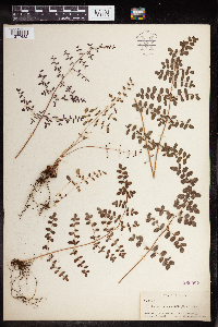 Pellaea andromedifolia image