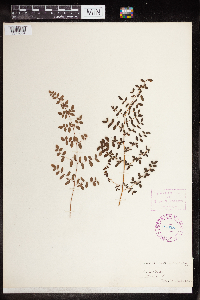 Pellaea andromedifolia image