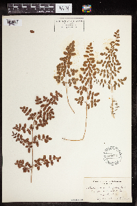 Pellaea andromedifolia image