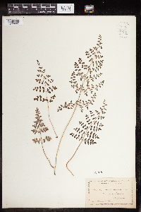 Pellaea andromedifolia image