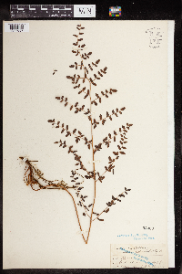 Pellaea andromedifolia image