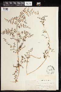 Pellaea andromedifolia image