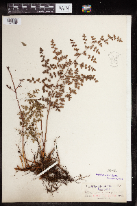 Pellaea andromedifolia image