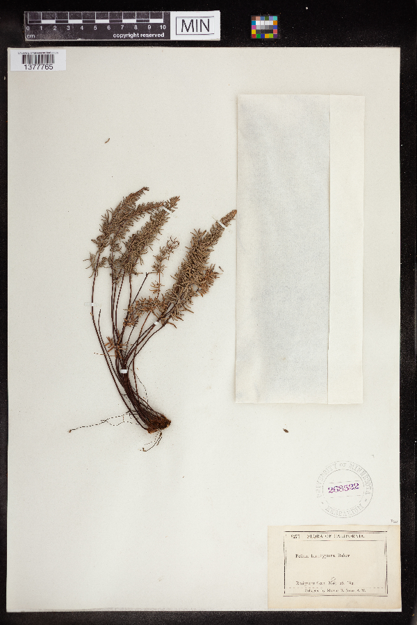 Pellaea brachyptera image