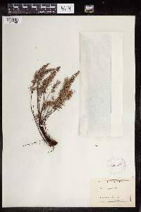 Media resource of Pellaea brachyptera