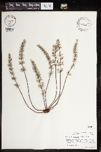 Pellaea brachyptera image