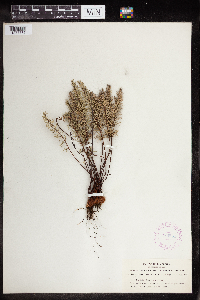 Pellaea brachyptera image