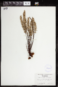 Pellaea brachyptera image