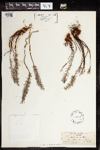 Pellaea brachyptera image