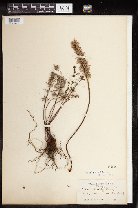 Pellaea brachyptera image