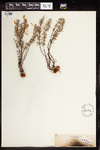 Pellaea brachyptera image