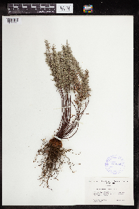 Pellaea brachyptera image