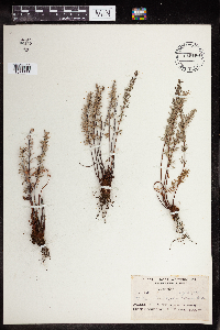 Pellaea brachyptera image