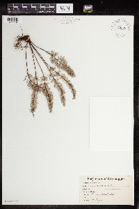 Pellaea brachyptera image